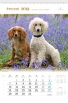 Kalendarz wieloplanszowy 2019 Psy rasowe (zdjęcie 4)