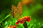 Kalendarz wieloplanszowy 2021 Butterflies (zdjęcie 2)