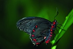 Kalendarz wieloplanszowy 2021 Butterflies (zdjęcie 11)