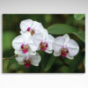 Kalendarz trójdzielny Kwiat (20szt.) - 2 Kalendarz trójdzielny Kwiat storczyk orchidea