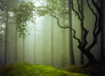 Kalendarz wieloplanszowy 2021 Tajemniczy las (zdjęcie 5)