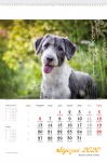 Kalendarz wieloplanszowy 2021 Psy rasowe (zdjęcie 4)
