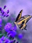 Kalendarz wieloplanszowy 2021 Butterflies (zdjęcie 6)