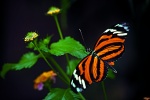 Kalendarz wieloplanszowy 2021 Butterflies (zdjęcie 9)